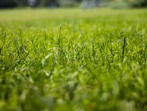 Nasiona Trawy - Sekrety Stworzenia Doskonałego Trawnika
