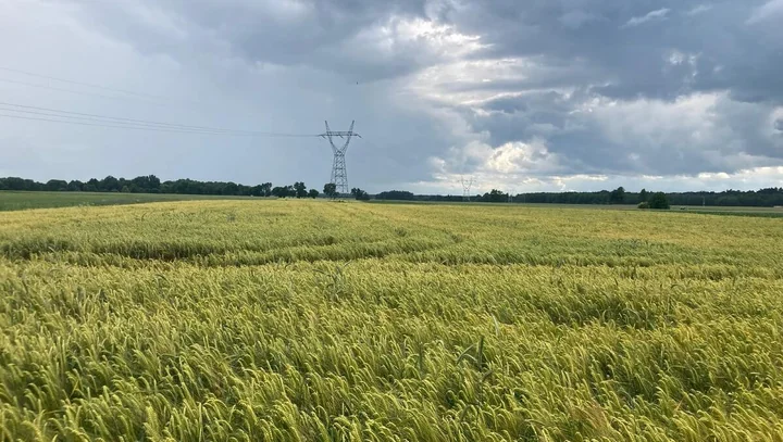 Obraz do artykułu: Zboża jare – charakterystyka i terminy siewu