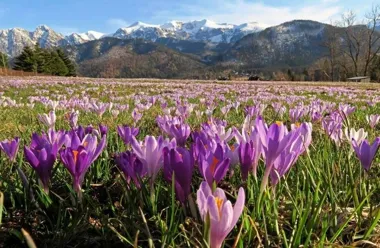 Grafika promocyjna wydarzenia Wiosenny Koncert Mis I Gongów — relaks w jaskini solnej