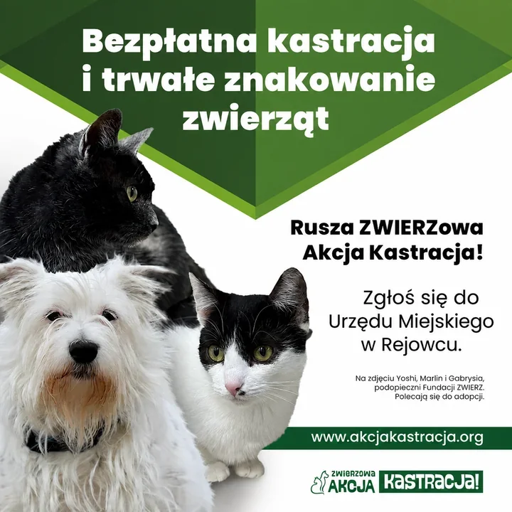 W Rejowcu bezpłatnie wykastrują i zaczipują zwierzęta domowe