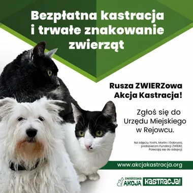 W Rejowcu bezpłatnie wykastrują i zaczipują zwierzęta domowe