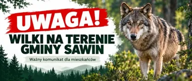 Wilki pojawiają się w gminie Sawin. Są ważne zasady bezpieczeństwa